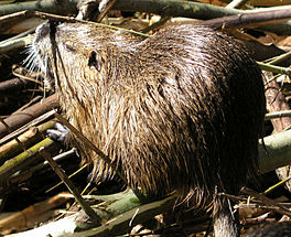 In beverrôt (Myocastor coypus).