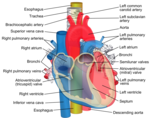 Diagram showing the esophagus passing behind the human trachea and heart.