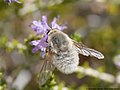 Systoechus candidulus