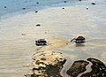 Vue aérienne des cabanes tchanquées du bassin d'Arcachon.