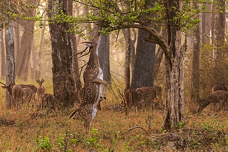Ağaca doğru uzanmaya çalışan bir benekli geyik (Axis axis). Resim Bangladeş'in Nagarhole Ulusal Parkı'nda çekilmiştir. (Üreten: Yathin S Krishnappa)