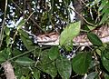 Boa constrictor