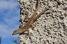 Anole brun (Anolis sagrei)