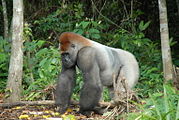 Western lowland gorilla