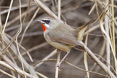 Siberian rubythroat