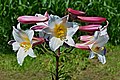 Lilium regale