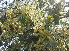 Mango buds in Bangladesh