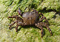 it:Pachygrapsus_marmoratus