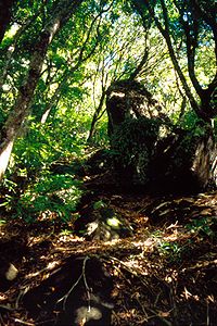 Garnets Ridge met resten van de oorspronkelijke vegetatie op Pitcairn