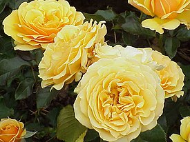 Ruusulajike Rosa ’Amber Queen’.