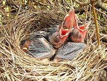 Three small chicks with open red mouths in a nest