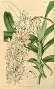 Aerides odoratum Curtis's Botanical Magazine 1845.