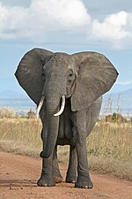 Afrikar elefantea.