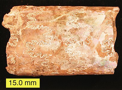 Remnant biogenic aragonite (thin, rainbow-colored shell) on the ammonite Baculites (Pierre Shale, Late Cretaceous, South Dakota)