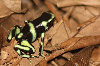 Frog, Black and green poison dart (juvenile)‎