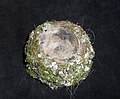 Nest eines Buchfinks mit eingewebten Tier- und Menschenhaaren