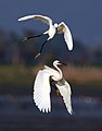 Image 29Egrets are herons which have white or buff plumage, and develop fine plumes (usually milky white) during the breeding season.. The pictured specimens were photographed at Sundarbans East Wildlife Sanctuary, Bagerhat. Photo Credit: Md shahanshah bappy