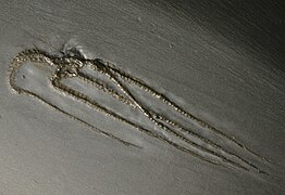 Furcaster paleozoicus, fossile du Dévonien.