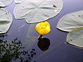 Nuphar lutea