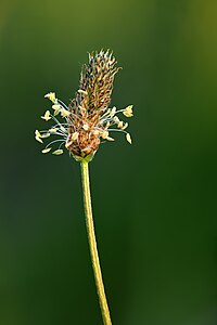 Plantago lanceolata, by Iifar