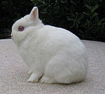 Albino rabbit