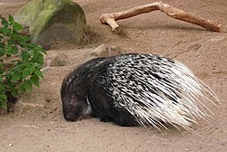 Hystrix cristata en catividade.