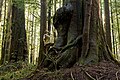 Image 18Avatar Grove near Port Renfrew, British Columbia: Giant Douglas firs (left) and red cedars (right) fill the grove. (from Old-growth forest)