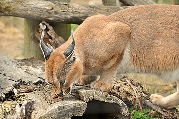 C. c. caracal in die dieretuin van Toronto, Kanada.