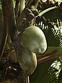 кокос (Прален)