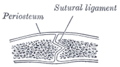 Съединение на кости на черепа посредством връзката (шев), покрита от общата надкостница