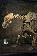 Skelet van een holenbeer, gevonden en opgesteld in de Heinrichshöhle