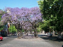 Jacaranda mimosifolia