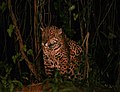 Jaguar in the Pantanal