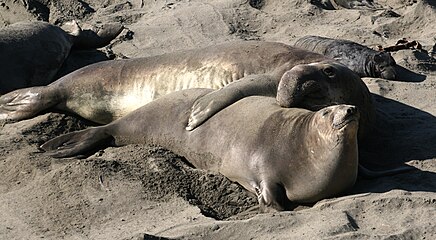 Northern elephant seal male, female and pup
