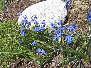 Russisk Skilla (Scilla sibirica).