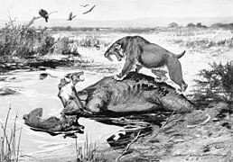 Robert Bruce Horsfall 1913 m. piešinyje, Smilodon fatalis iš baisiojo vilko (Aenocyon dirus) bandantis perimti negyvą kolumbinį mamutą (Mammuthus columbi) prie La Brea degutduobės.