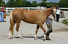 un cheval à la robe isabelle menée par une longe