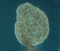 Trichoplax adhaerens, un Placozoa.