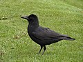 Ist das ein Corvus levaillantii ?