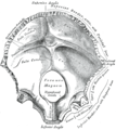 Os occipital, face interne.