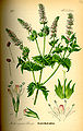 Tavola botanica di M. spicata (Menta romana)
