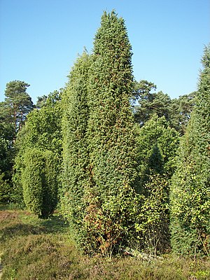 Algemian Wacholder (Juniperus communis)