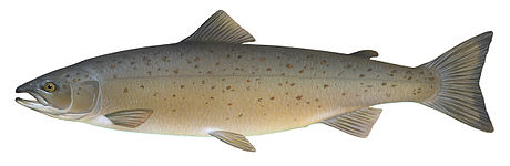 Fastest: e.g. salmon, 10–20 body lengths/second