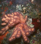 Alcyonium acaule, un Alcyoniidae.