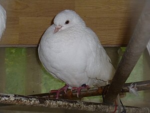 Porumbelul alb este simbolul internațional al păcii