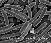 Escherichia coli yw organedh unnkell korrwelek, ha prokaryot maga ta.