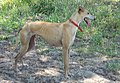 Galgo español