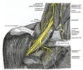 The right brachial plexus with its short branches, viewed from in front.