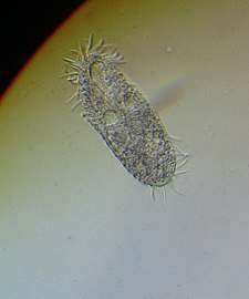 Ciliate Ciliophora