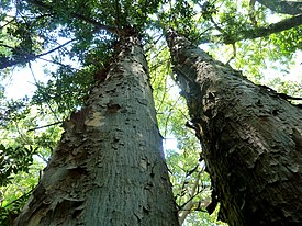 kaariafrokarpus (Afrocarpus falcatus)